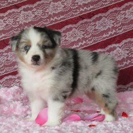 Polar Plunge - Miniature Australian Shepherd puppy from Big Coon Little Aussies