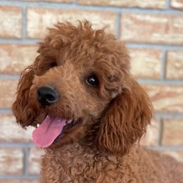 Cavapoos and Poodles from Browns Babies