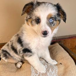 Spring - female Miniature American Shepherd puppy in Tonasket, Washington from V5 Aussies