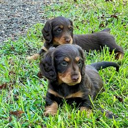 Dachshund Puppies from TrimDachHaus