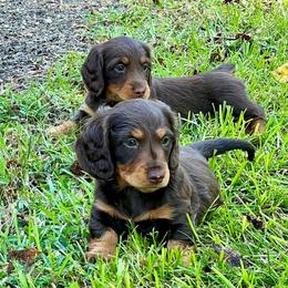 Dachshund Puppies from TrimDachHaus