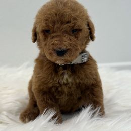 Buddy - Red  male Goldendoodle puppy in Anaheim, California from Goldendoodles