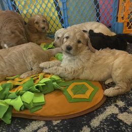 Double Doodle Puppies from North Texas Golden Mountain Doodles