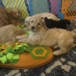 Double Doodle Puppies from North Texas Golden Mountain Doodles
