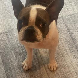 Poppy - Boston Terrier