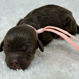 Pink collar girl - Brown and tan female Cockapoo puppy in Oologah, Oklahoma from Timber Hills Poodles and Doodles