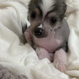 Nova - Sable female Chinese Crested puppy in Worthington, Minnesota from Alvarez Chinese Crested
