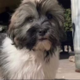 Tucker - Havanese