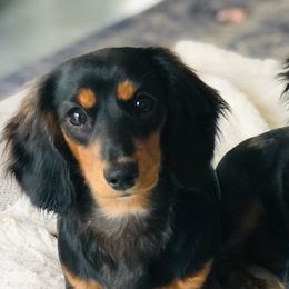 Dachshund All Grown Up from Ruff Life Dachshunds