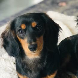 Dachshund All Grown Up from Ruff Life Dachshunds