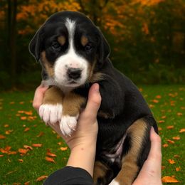 Bree- Yellow - Black, white and red female Greater Swiss Mountain Dog puppy in Everett, Pennsylvania from Sweet Stream Swissies