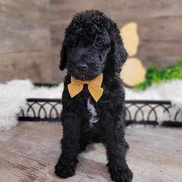 Rita - Black female Goldendoodle puppy in Woodburn, Indiana from DNLS Doodle Puppies