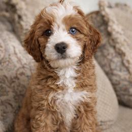 Joy - Red female Bernedoodle puppy in Gilbert, Arizona from Azteddybeardoodles