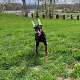 Rosie - Black and rust female Doberman Pinscher puppy in Bruce Township, Michigan from Eminent Dobermans