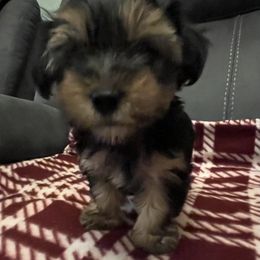 Boy 1 - Black and tan male Yorkshire Terrier puppy in Basile, Louisiana from The Lazy 3 Ranch