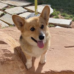 Rebel - Pembroke Welsh Corgi