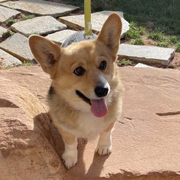 Rebel - Pembroke Welsh Corgi