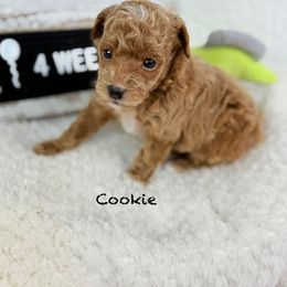 Oatmeal - Cafe au lait male Poodle puppy in Florida from Adorable Toy-Miniature Poodles