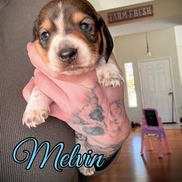 Melvin - Piebald male Dachshund puppy in Paso Robles, California from Drift & Dash Dachshunds