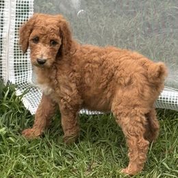 Red Collar - Red  Poodle puppy in Cleveland, Texas from Mayday Quality Poodles