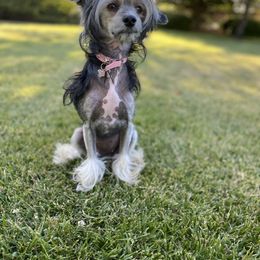 Chinese Crested All Grown Up from SoCal Chinese Crested