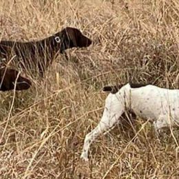 German Shorthaired Pointer All Grown Up from Edonja German Shorthaired Pointers