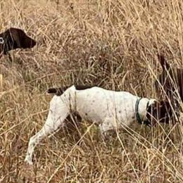 German Shorthaired Pointer All Grown Up from Edonja German Shorthaired Pointers