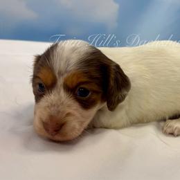Purple - Piebald female Dachshund puppy in Jonesboro, Illinois from Twin Hills Dachshunds
