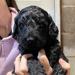 Girl 2 - Poodle puppy from Celebrity Standard Poodles