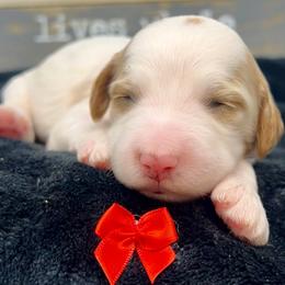 Red Female - Parti female Goldendoodle puppy in Great Falls, Montana from Montana Goldendoodles