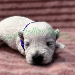 Purple - White female West Highland White Terrier puppy in Cleveland Tx, Texas from Pixie Hollow Westies