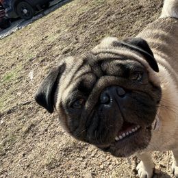 Pug puppies from Vaubel Country Pugs