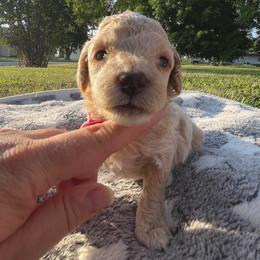 Lady - Cream female Cockapoo puppy in Bedford, Iowa from Our Father’s Doodles