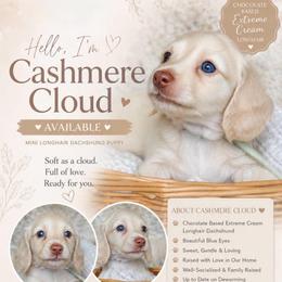 Cashmere Cloud - Cream male Dachshund puppy in Cantonment, Florida from Dreamheart Dachshunds LLC