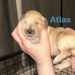 Atlas - Cream male Goldendoodle puppy in Prosperity, Pennsylvania from Stelladoodles & Company