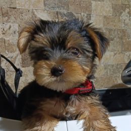 Yorkshire Terriers from BFF Yorkies