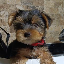 Yorkshire Terriers from BFF Yorkies