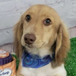 Chubbs $1300 choco based shaded cream pie - Piebald Dachshund puppy in Lindsay, California from Lazy K&M Dachshunds