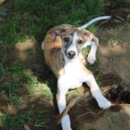 English Springer Spaniel and Whippet Puppies from Rogue Mountain Manor
