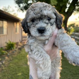 Twix - Parti male Maltipoo puppy in Sacramento, California from Honeys Maltipoo’s