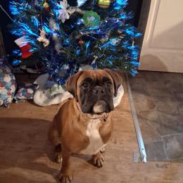 Missy - Boxer