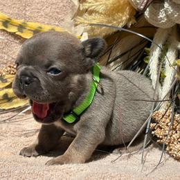 Ed - Blue fawn male French Bulldog puppy in Miami, Oklahoma from Cassie’s Frenchie Palace