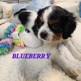 AKC BLUEBERRY - Tri-color female Cavalier King Charles Spaniel puppy in Joplin, Missouri, Missouri from HOL-A-DA CAVALIERS