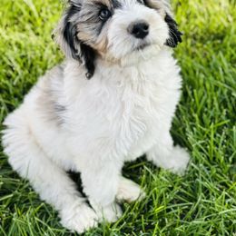 Bernedoodle Puppies from Salty Point Doodles