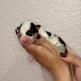 Pembroke Welsh Corgi puppies from Corgi Dobie Co.