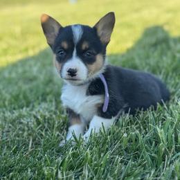 Purple Collar Female - Black and tan female Pembroke Welsh Corgi puppy in Derby, Iowa from Newton Hay & Cattle