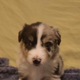 Meadow - Blue merle female Australian Shepherd puppy in Lubbock, Texas from Barn Raised Aussies