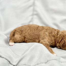 Poodle Puppies from Twindo Poodles