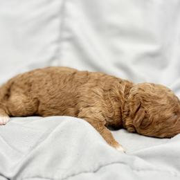 Poodle Puppies from Twindo Poodles