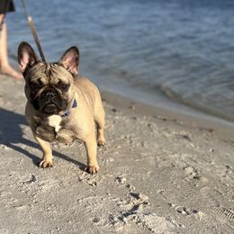 French Bulldogs from Southern Sweet Bullies